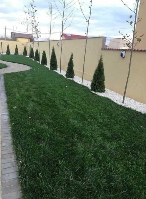 Gazon rulouri sport