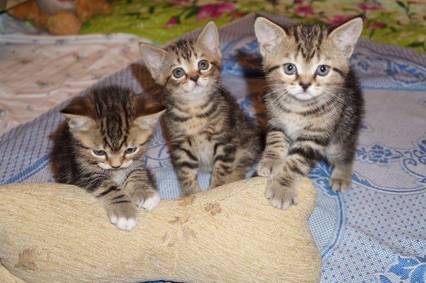 Красивейшие Котята