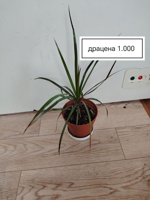 Продаются домашние цветы