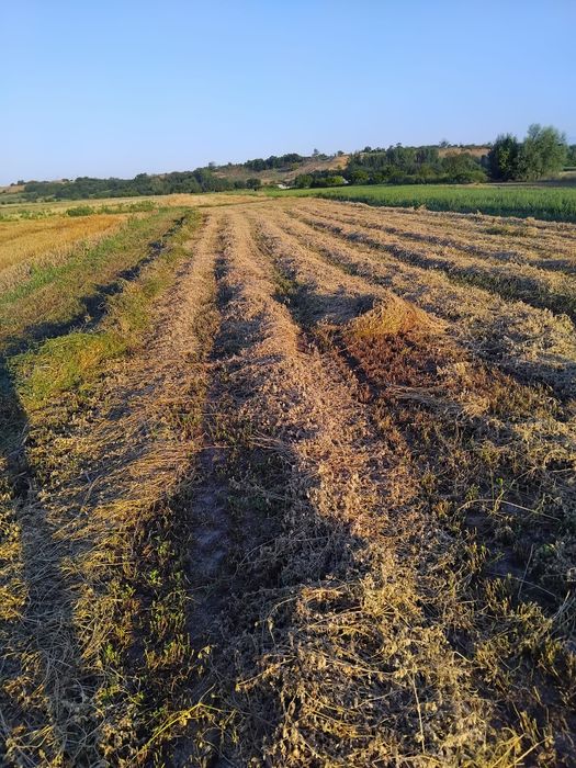 Baloti lucerna coasa 2 a si a 3 a