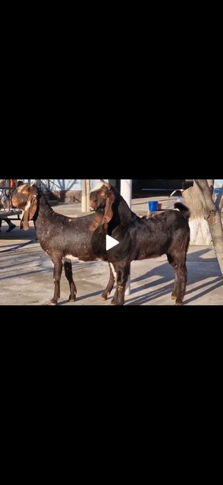 Коза Ешкі Коза ешкі