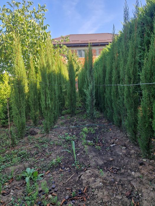 Vând cipressi toscani aduși din Italia