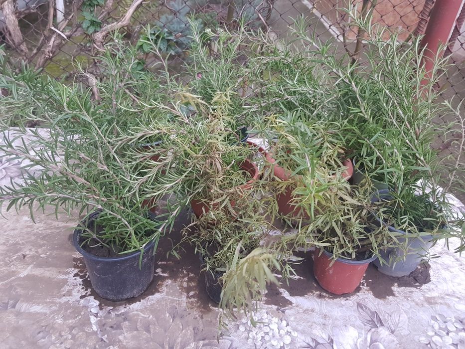 Aloe vera planta la ghiveci