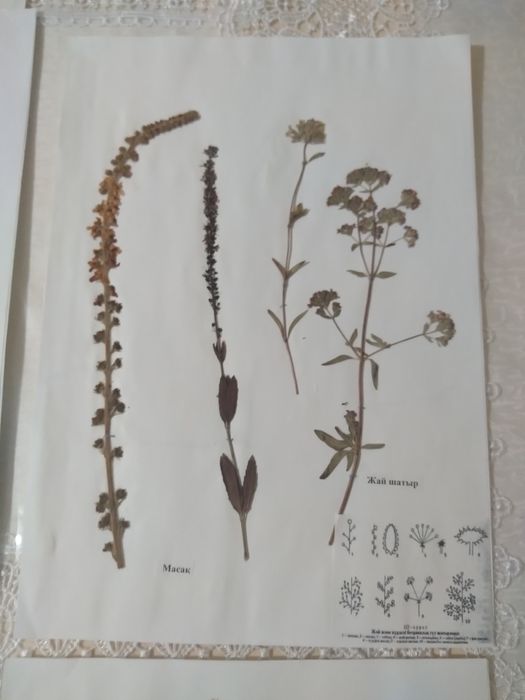 Гербарий с калькой-700 тг