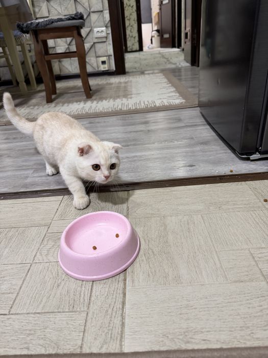 British shorthair