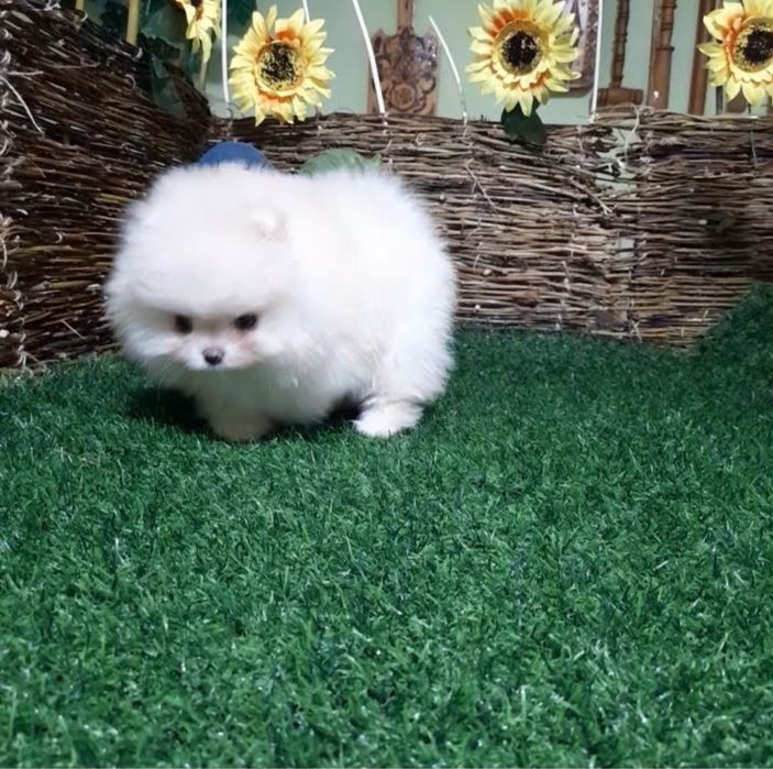 Красивые пушистики