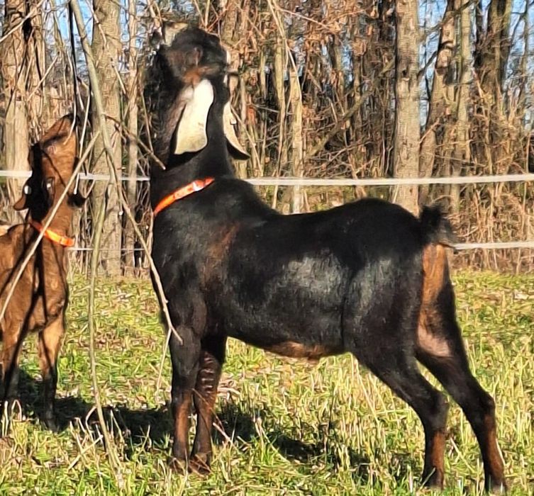 Țap Anglonubian cu pedigree din părinți campioni