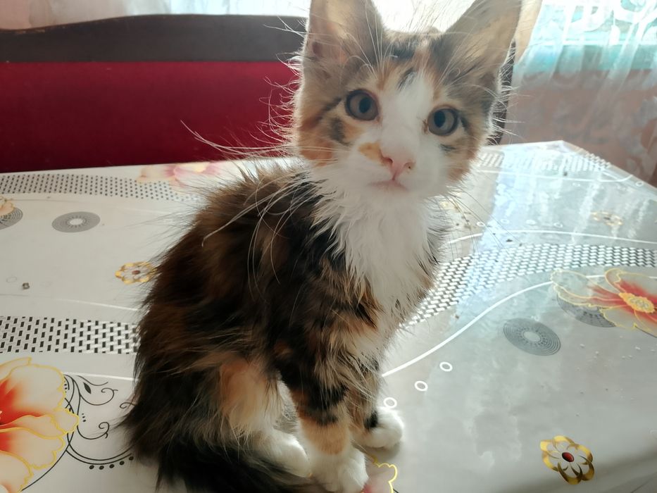 Котёнок мейн-куна