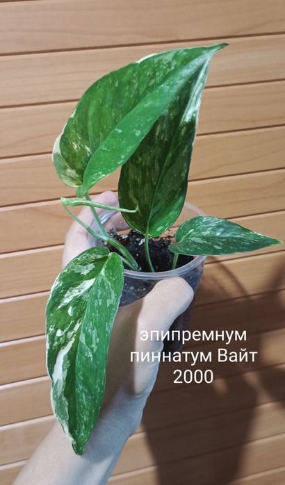 Комнатные цветы разные