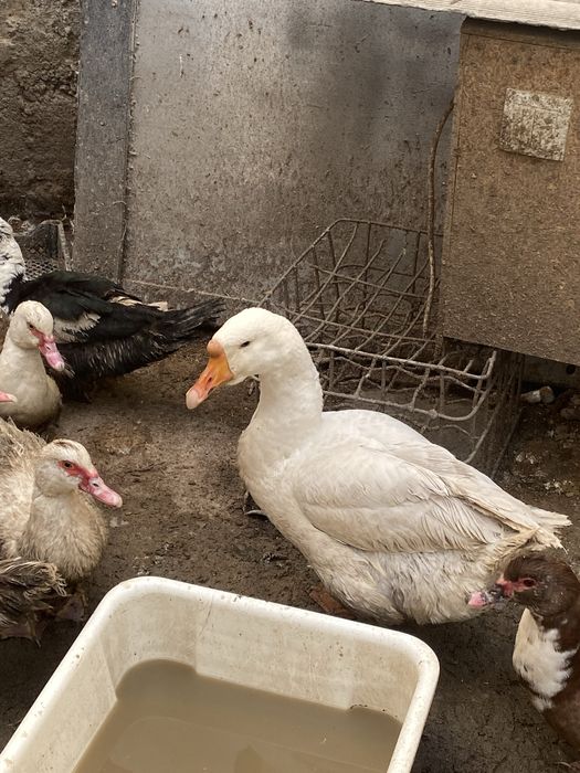 Утки и гуси молодые