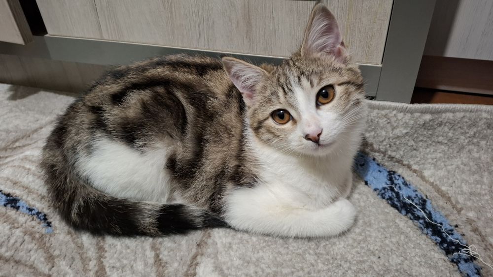 Пристраивается в добрые руки