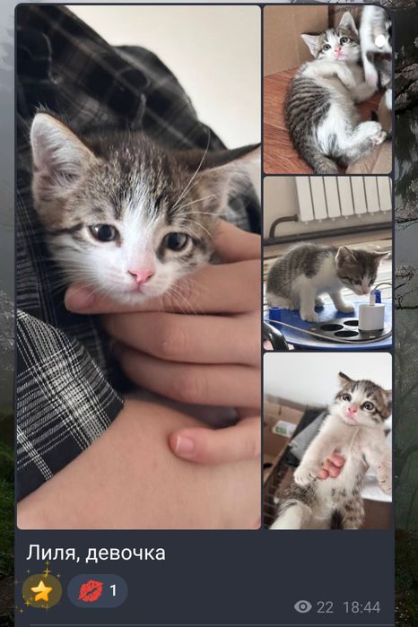 Котята в хорошие руки