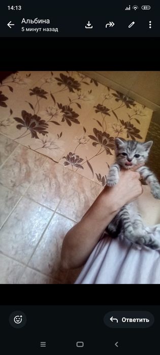 Британцы 1,месяц 1неделя .Приученны.