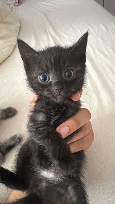 Котята британские