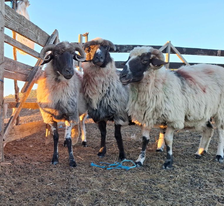 3 oi bune din efectiv mic , de vânzare