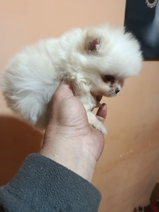 Померанкета.четери момчета