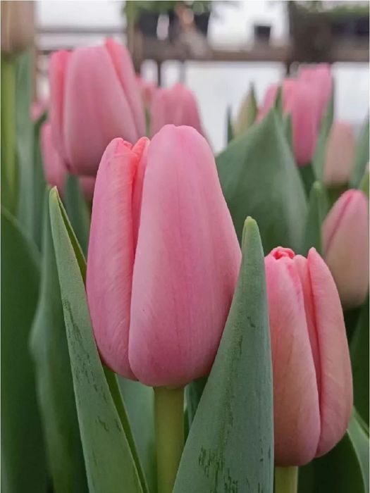 Тюльпаны в ассортименте