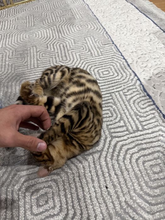 Срочно продается Бенгалский мушукчалар 100% тоза