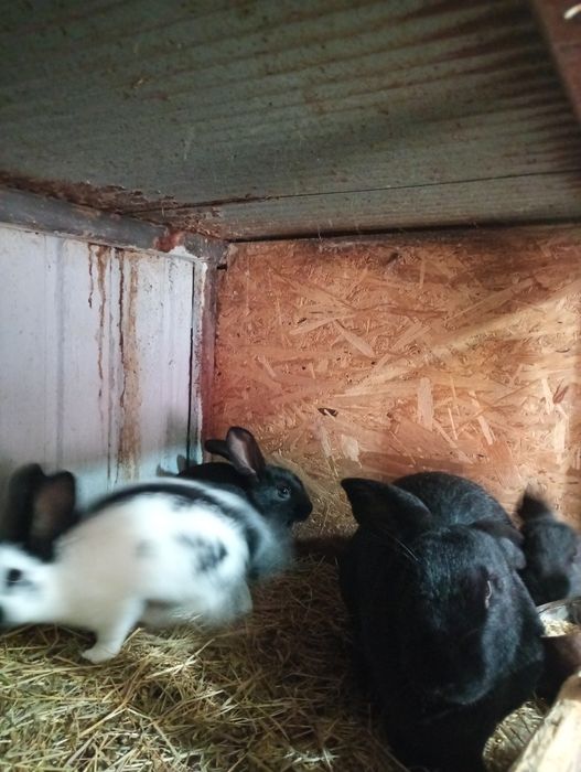 Vând pui de iepuri vii de Paște, preț 55 lei/buc.,negociabil.Tel.07701