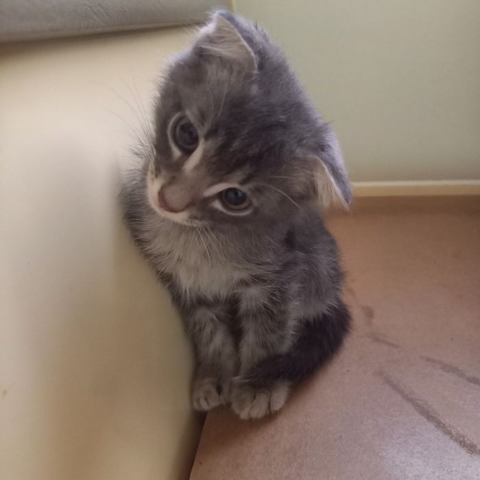 Вислоухие котята 1,5 месяц мальчики