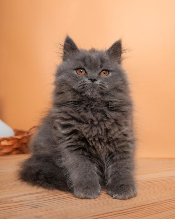 Длиношерстный британский котенок