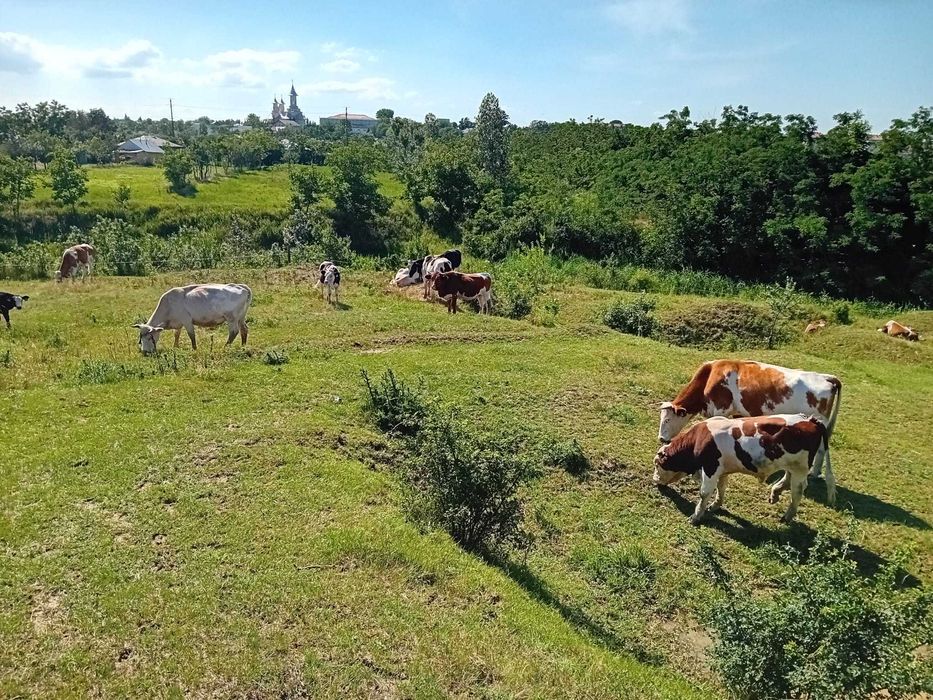 Vând Vaci și Viței din Iași, Belcești