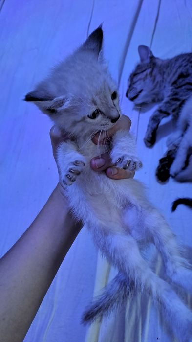 Котята бесплатно. Пышыклар бар бесплатно