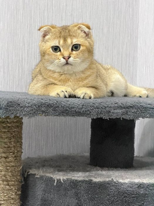 продаётся Породистая кошка  Золотая шиншилла