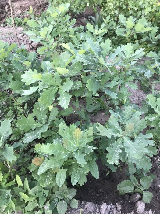 Дуб,дубки,дубочки! Емен-агаш. Саженцы