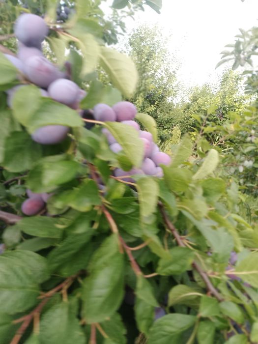 Vând prune centenar 5tone