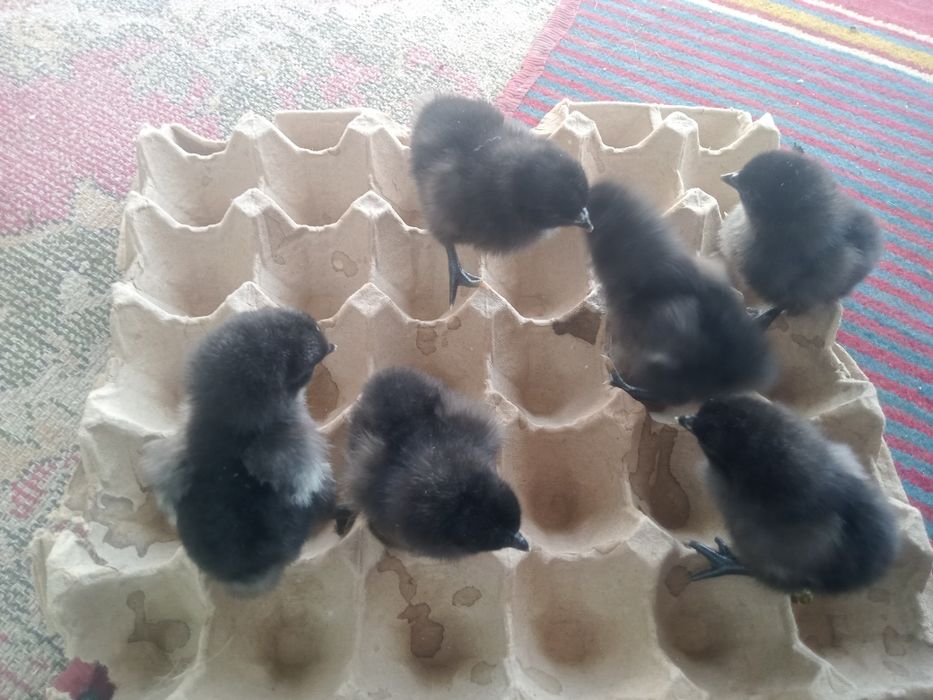 Продам циплят домашних