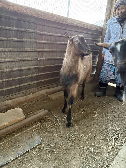 Козы Зааненская порода