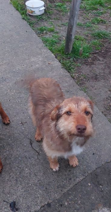 Cățelușe spre adopție