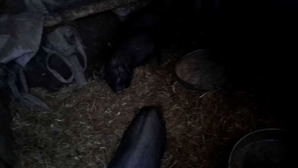 Продавам виетнамски прасета