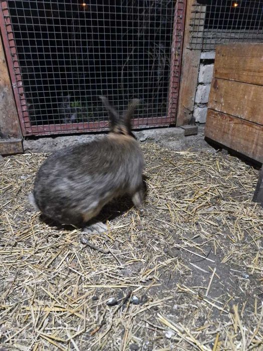 Продам рабочего  крола