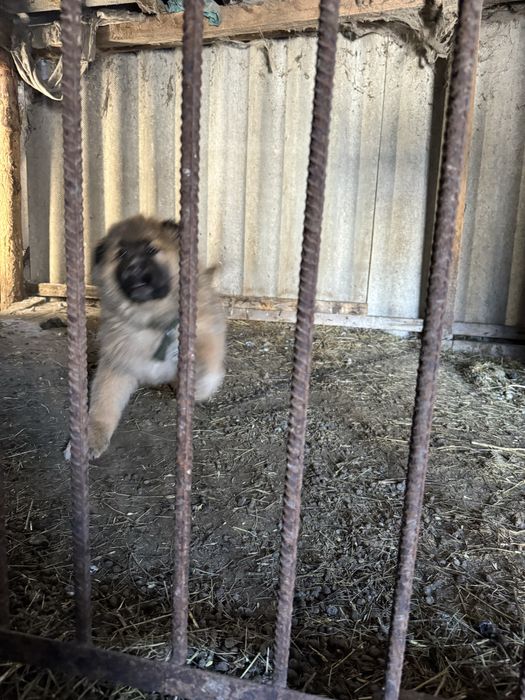 Продам мощного щенка немца