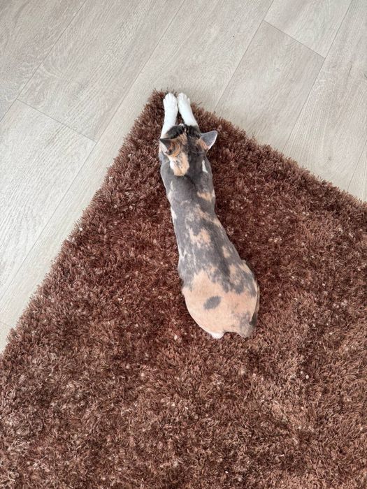 Кошка 3хцветная ищет дом