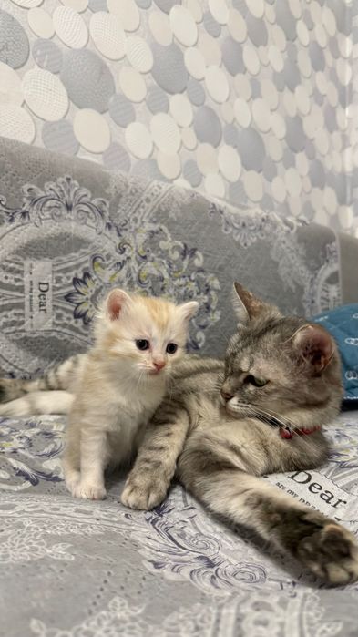 Шотландский котята