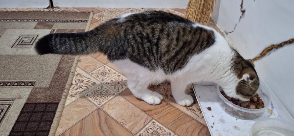 Котик в добрые руки