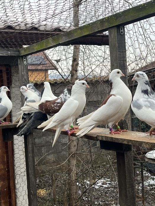 Porumbei de zbor la înălțime