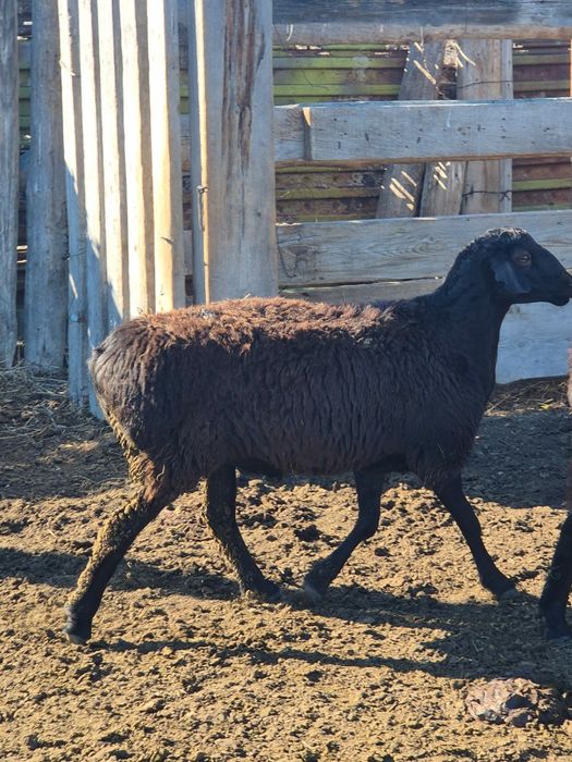 Гиссар кошкарлар