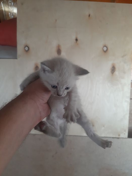Отдам котят 3 штук