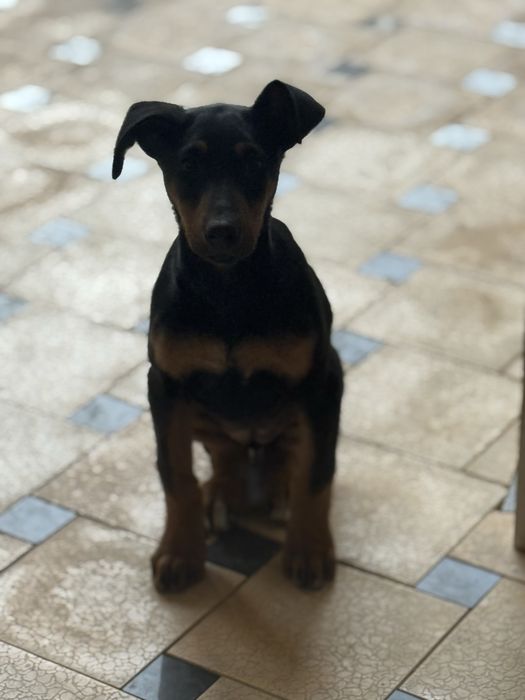 Доберман самка 2,5 месяцов