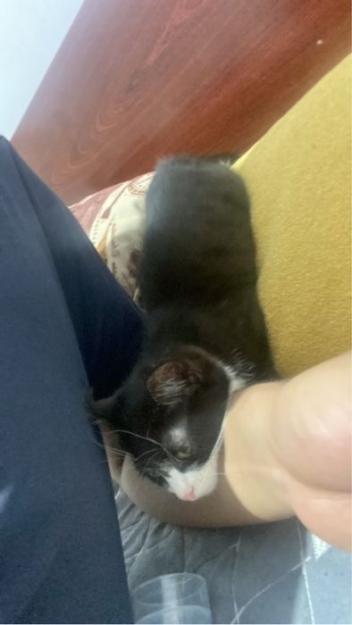 Отдам котенка в добрые руки