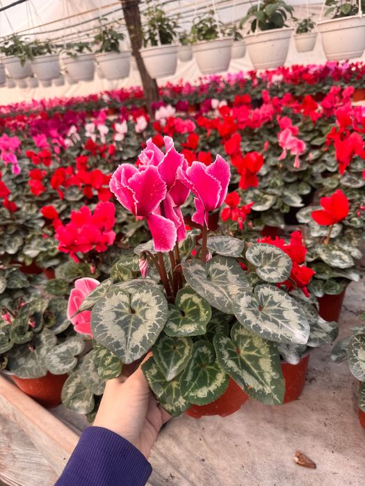 Cyclamen pret promotional