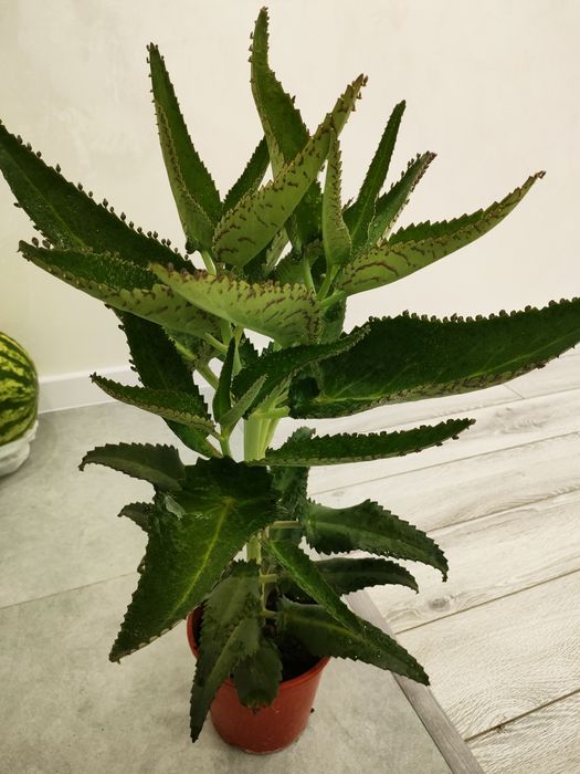 Каланхоэ лечебное, доставка