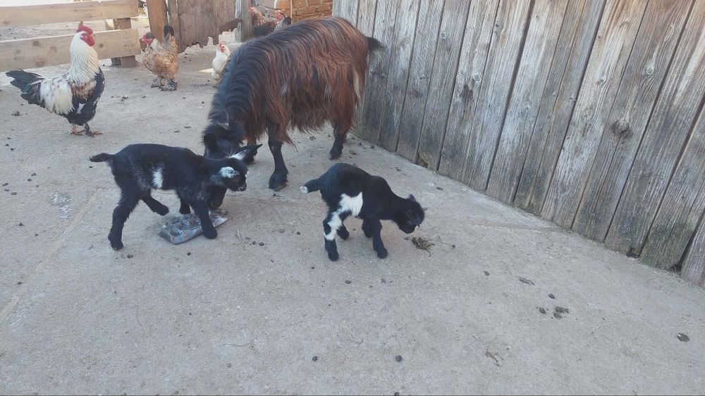 Capra cu iezi de vânzare