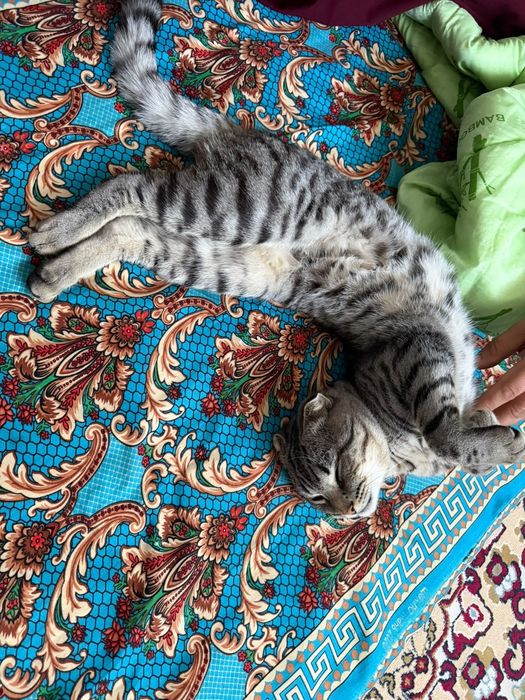 Отдам даром кота
