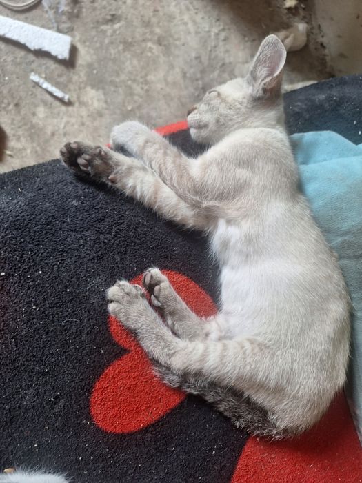 Pui de pisica pentru adoptie