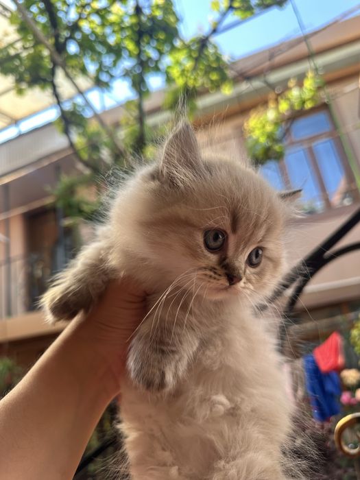 Zotdor mushuk bolalari